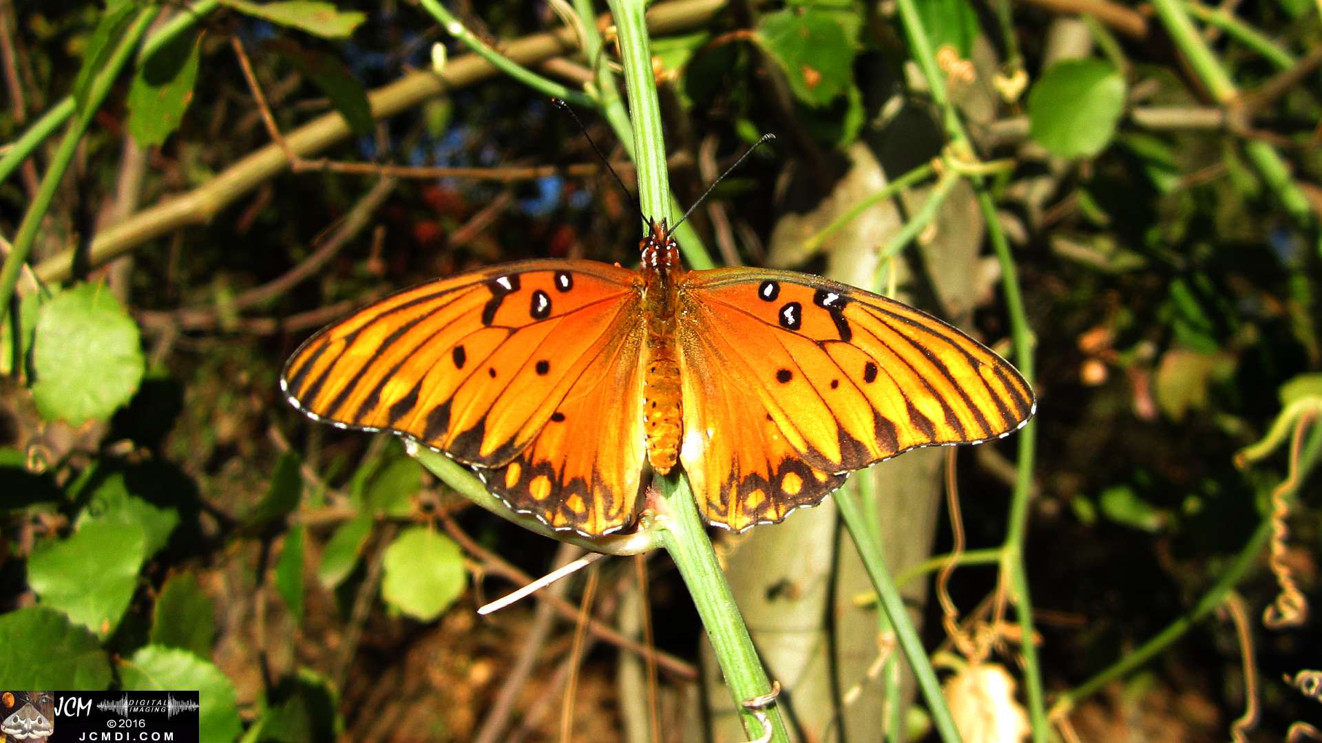 A Gulf Fritillary butterfly being released at the end of the life cycle-rearing documentary project